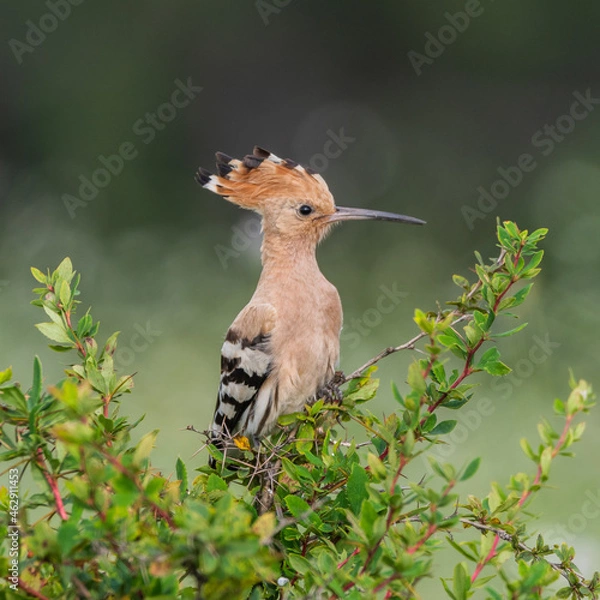 Fototapeta Beautiful hoopoe, Eurasian hoopoe Upupa epops sitting on a branch