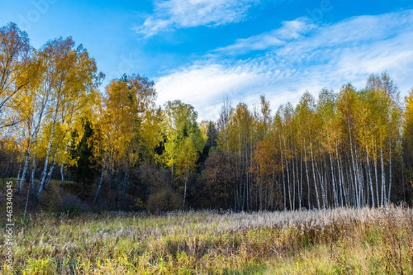 Fototapeta A forest with birch trees in yellow leaves and clouds in a blue sky.