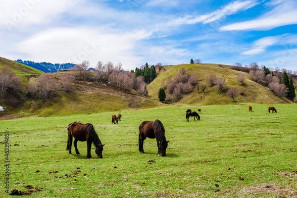 Fototapeta Snow mountain grassland horse herd cattle herd