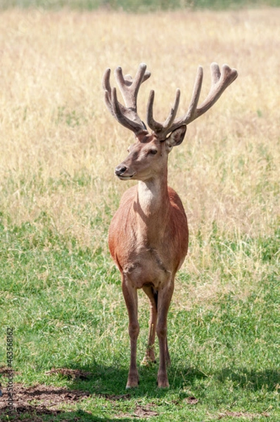 Fototapeta The Red Deer (Cervus elaphus) in Poland