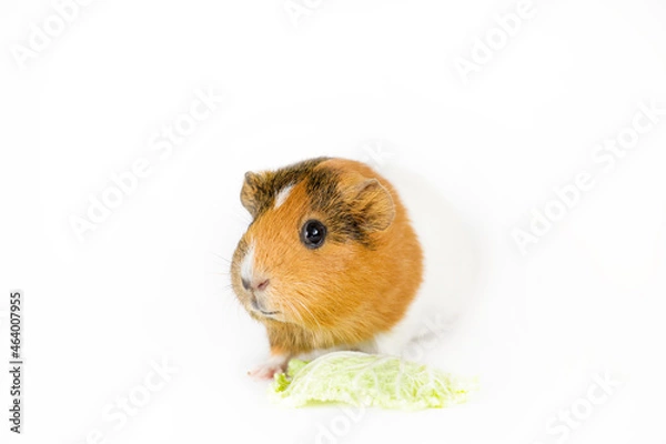 Fototapeta Guinea pig isolated on white background. Domestic animal portrait isolated at red background. Studio shot.