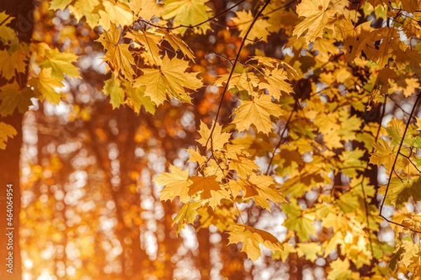 Fototapeta Autumn leaves of maple tree on blurred nature background. Shallow focus. Fall sun bokeh.