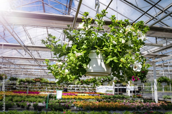 Fototapeta Wunderschöne Petunien ranken auf aufgehängten Blumenkübeln im Gewächshaus einer Gärtnerei.