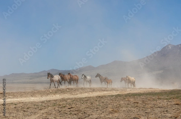 Fototapeta Herd of Wild Horses in the Utah Desert