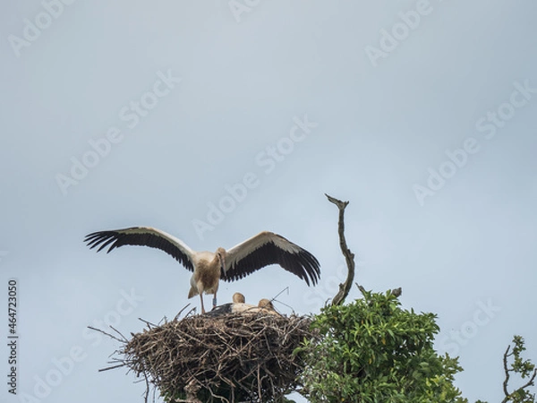 Fototapeta Three White Storks on a Nest. Knepp Estate.