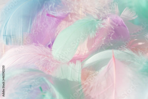 Fototapeta Pastel fluffy feathers background