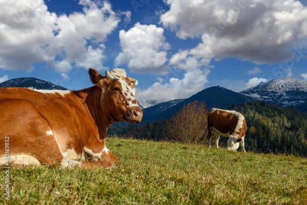 Fototapeta Brown cow on pasture in mountains