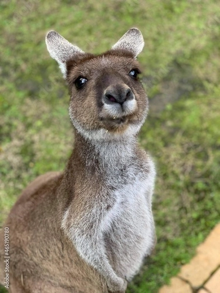 Fototapeta kangaroo 