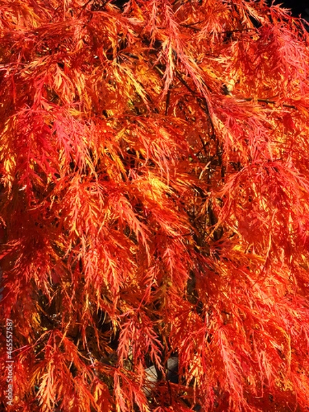 Fototapeta Colors of autumn fall: Red japanese maple tree acer palmatum dissectum