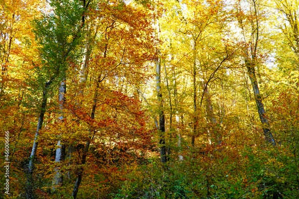 Fototapeta fluffy yellow tree, yellow trees, forest landscape, colorful autumn , autumn tree 