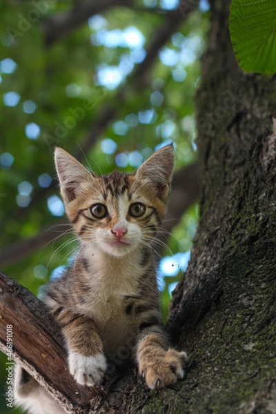 Fototapeta cute small homeless cat with sad eyes alone in the street on a tree