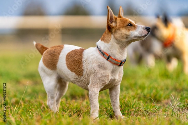 Fototapeta Jack Russell Terrier running in the grass on a farm