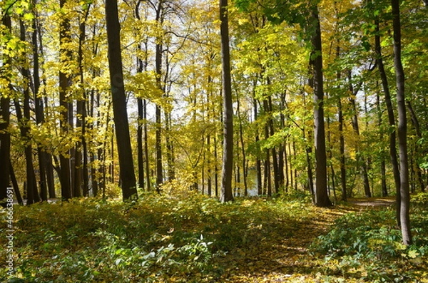 Fototapeta Tsaritsyno Autumn Park in Moscow, Russia