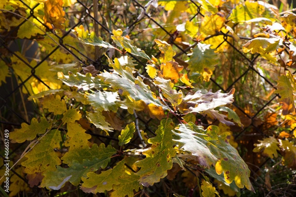 Fototapeta Oak leaves close-up, autumn and fall time