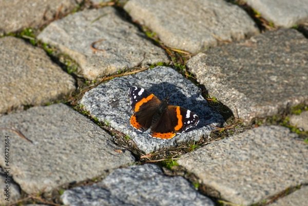 Fototapeta Red admiral butterfly (Vanessa Atalanta) perched on stone path in Zurich, Switzerland