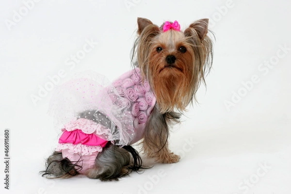 Fototapeta Dressed Yorkshire Terrier posing on a studio. Isolated on white background. Portrait of Yorkshire Terrier Dog lying on white background