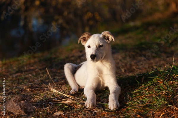 Fototapeta Cute mixed breed white puppy dog lying and relaxing on autumn grass. Synny day in park.