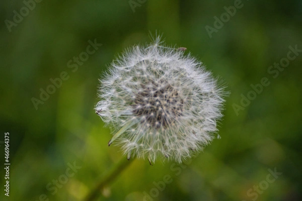 Fototapeta Close up of dandelion spores blowing away, fleur de pissenlit