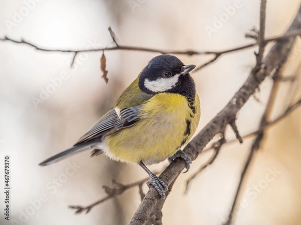 Fototapeta Cute bird Great tit, songbird sitting on a branch without leaves in the autumn or winter.