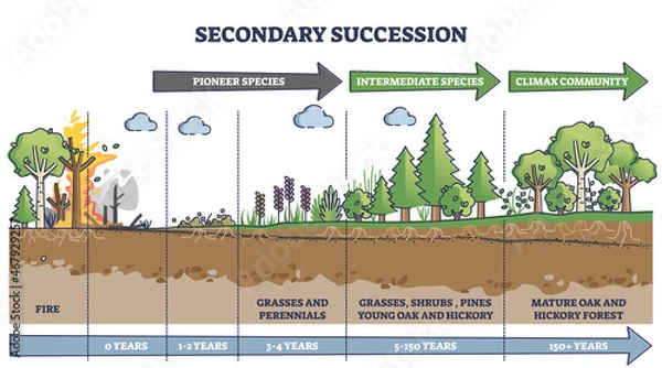 Obraz Secondary succession as ecological recovery after wildfire outline diagram. Labeled educational years timeline with pioneer, intermediate species and climax community after event vector illustration.