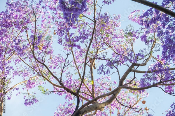 Obraz Canopy of jacaranda trees with a lot of purple flowers