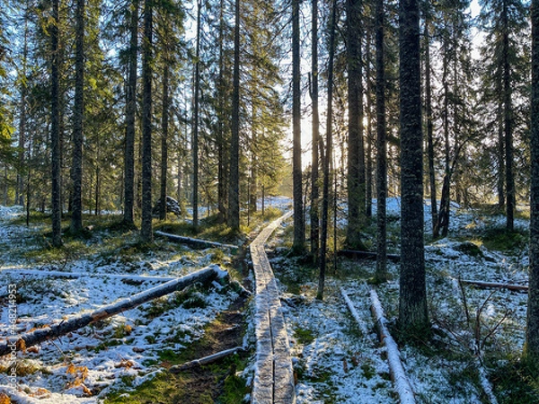 Fototapeta Skuleskogen Nationalpark 6