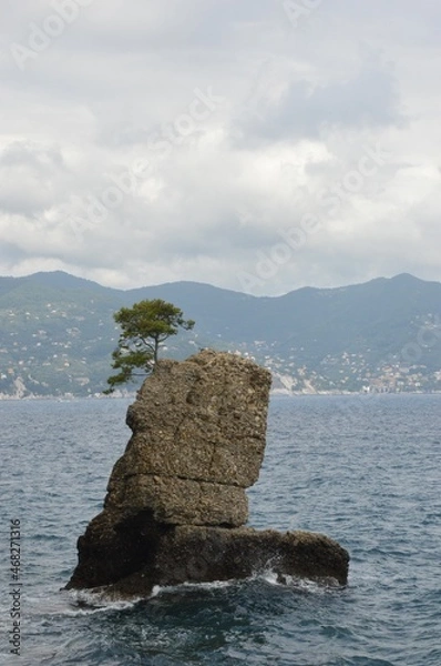 Fototapeta Cypress on the cliff