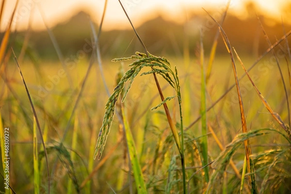 Fototapeta Rice field in sunset time