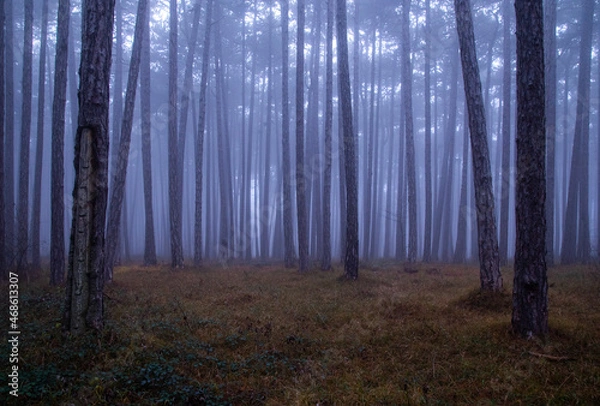 Fototapeta Baumstämme im Nebel