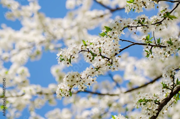 Fototapeta Plum spring flowers