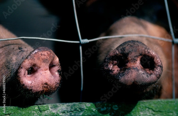 Fototapeta Pig noses - Doonies Farm - Aberdeenshire - Scotland - UK