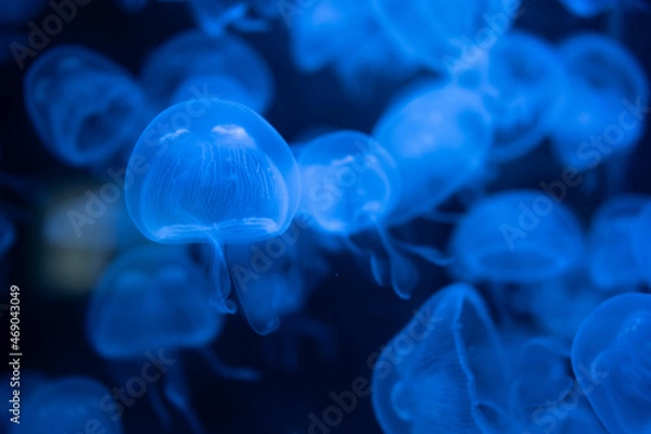 Fototapeta jelly fish in the aquarium