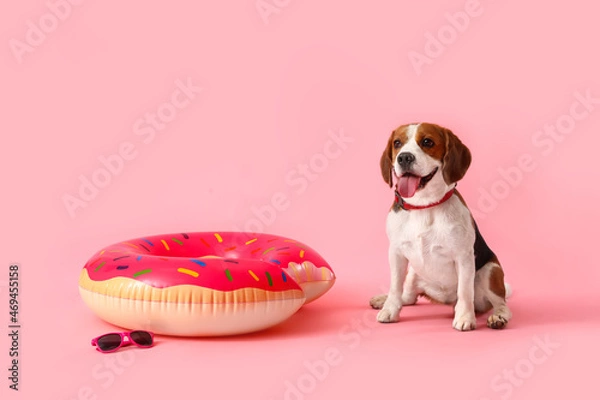 Fototapeta Cute Beagle dog with inflatable ring and sunglasses on pink background