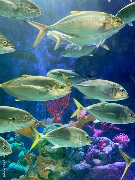 Fototapeta Silvery fish in an aquarium