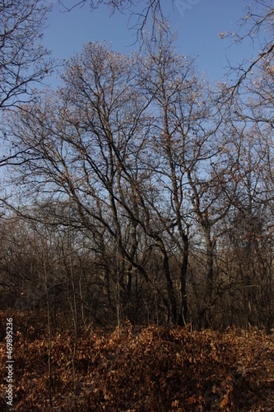 Fototapeta trees in the autumn