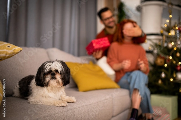 Fototapeta Young couple in love sitting on a sofa next to a Christmas tree. The guy gives the woman a gift for the new year