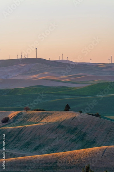 Fototapeta Palouse Hills  Washington State Wheat Harvest 