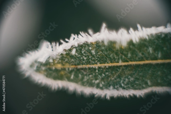 Fototapeta Frozen beauty. Snow falling at the trees branches