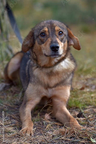 Fototapeta cute sad scared brown mongrel puppy