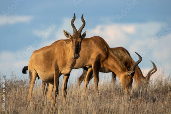 Fototapeta Kuhantilopen im Mountain Zebra Nationalpark, Südafrika