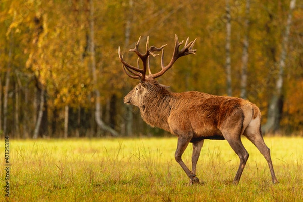 Fototapeta Big Noble Red Deer in the autumn forest. Close-up. Royal stag with large branchy horns goes through the field. In the background a picturesque autumn gold birch grove. Sunny day. Wildlife. Europe.