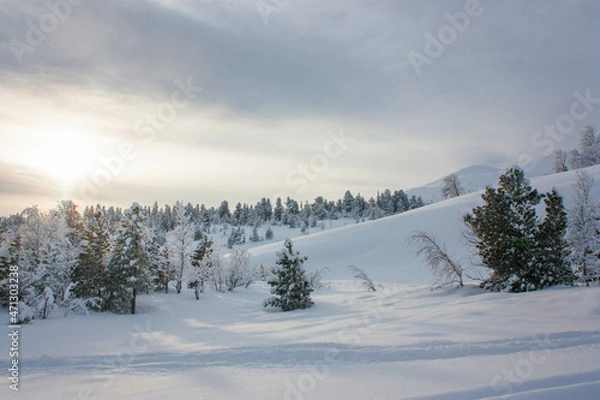 Fototapeta forest in the snow