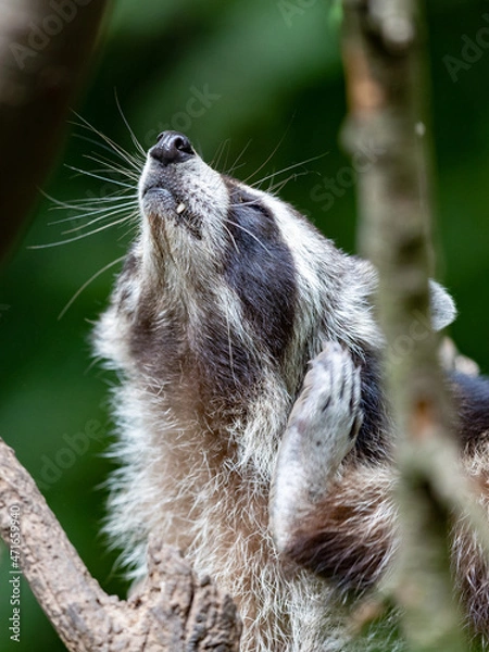 Fototapeta Ein Waschbär klettert im Baum herum