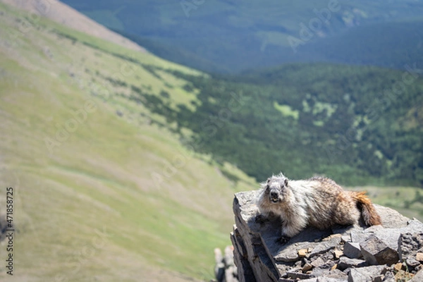 Fototapeta Curious marmot enjoying the view on top of the mountain in Canadian Rockies, Canada