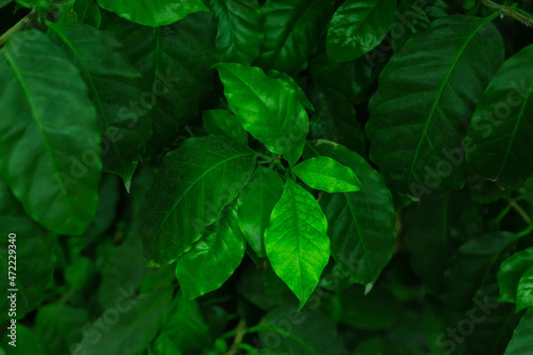 Obraz Coffee tree leaves close . Tropical greenhouse plantation. Green foliage of  coffee arabica tree. 