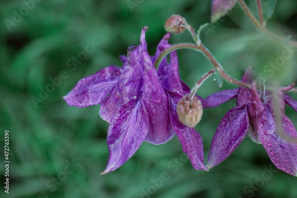 Fototapeta Beautiful Delicate Purple Catchment Flower (Aquilégia) Raindrops Green Background. Nature After Rain