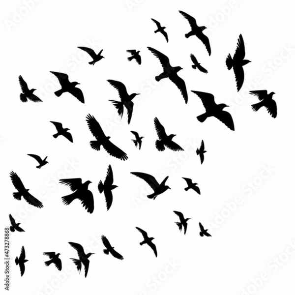 Fototapeta flying birds black silhouette, isolated, vector