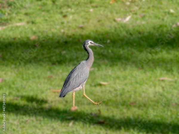 Fototapeta Grey Crane Stepping Out