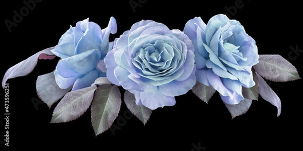 Fototapeta Blue roses isolated on black background. Floral arrangement, bouquet of garden flowers. Can be used for invitations, greeting, wedding card.