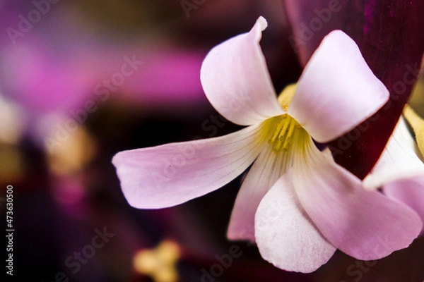 Fototapeta Magenta Flower